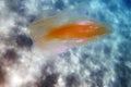 Sea walnut comb jellyfish - Mnemiopsis leidyi