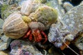 Mnemiopsis leidyi - the warty comb jellyfish or sea walnut jellyfish