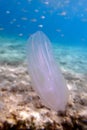 Mnemiopsis leidyi - the warty comb jellyfish or sea walnut jellyfish