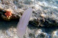 Mnemiopsis leidyi - the warty comb jellyfish or sea walnut jellyfish