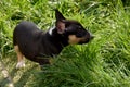 Miniature bull terrier puppy observes the world