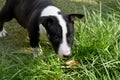 Miniature bull terrier puppy observes the world