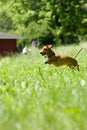 Mniature Dachshund chase Royalty Free Stock Photo