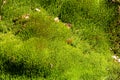 Mnium hornum or star moss in the forest Royalty Free Stock Photo