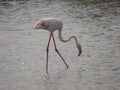 White pink flamingo, oraging in a shallow water. Royalty Free Stock Photo