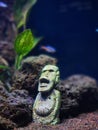the moai statue that sank to the bottom of my aquarium Royalty Free Stock Photo