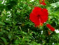 Moalboal Hibiscus, Panagsama Beach Royalty Free Stock Photo