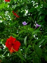 Moalboal Hibiscus, Purple Instruders Royalty Free Stock Photo