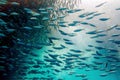 Fish Shoal - Sardine Ball in Moalboal, Cebu, Philippines Royalty Free Stock Photo