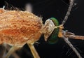 Moaquito close up macro photo insect Royalty Free Stock Photo