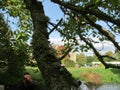 Moat & castle peeking through the trees