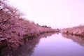 Moat and cherry blossoms