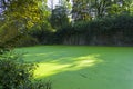 Moat overgrown with duckweed at the wall of the old fortress