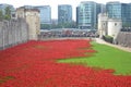 Moat poppies