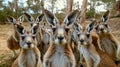 A Mob Of Curious Kangaroos Staring Directly At The Camera In The Australian Outback Royalty Free Stock Photo