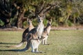 Mob of female kangaroos with joey in the pouch Royalty Free Stock Photo