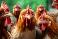 A mob of hens. Roosters look into the camera. Birds on the farm. The concept of rural life. Generative AI