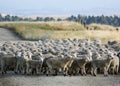 A mob of New Zealand hoggets walking to the yards. Royalty Free Stock Photo