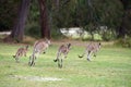 Mob of hopping kangaroos