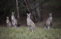 Mob of kangaroos in bushland Royalty Free Stock Photo