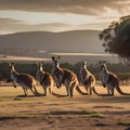 A mob of kangaroos forming a line and hopping together in perfect harmony to celebrate the new year1 Royalty Free Stock Photo