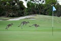 Kangaroos on a golf course Royalty Free Stock Photo