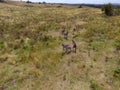 Mob of kangaroos standing in the field with semidry grass Royalty Free Stock Photo