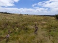 Mob of kangaroos standing in the field with semidry grass Royalty Free Stock Photo