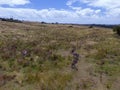 Mob of kangaroos standing in the field with semidry grass Royalty Free Stock Photo