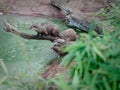 Family of oriental small clawed otters Royalty Free Stock Photo