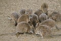 Mob of parma wallabies Royalty Free Stock Photo