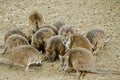 Mob of parma wallabies Royalty Free Stock Photo