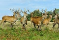 Mob of Red Deer