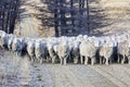 Sheep herding a mob of sheep Royalty Free Stock Photo