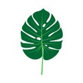 Monstera leaf vector Royalty Free Stock Photo