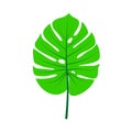 Monstera leaf vector Royalty Free Stock Photo