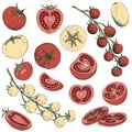 Vector food clip art set of red and yellow tomatoes hand drawn doodle isolated vegetable Royalty Free Stock Photo
