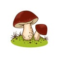 Porcini mushrooms or Boletus edulis icon isolated on white background for culinary design label and product market