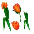 A beautiful set of flowers and elements of cute tulips. Floral elements for your greeting cards, design, erc.