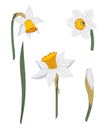 Narcissus. Close-up. Spring flowers. Royalty Free Stock Photo