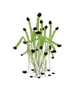 Microgreen. Healthy nutrition and diet. Sprouted seeds. Close-up.