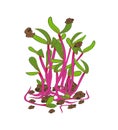 Microgreen. Healthy nutrition and diet. Sprouted seeds. Close-up.