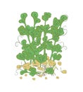 Microgreen. Healthy nutrition and diet. Sprouted seeds.