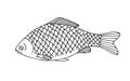 Freshwater lake fish crucian carp. Hand drawn vector drawing.