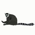 Vector stock illustration of a lemur. Ring-tailed striped funny lazy exotic Madagascar lemur. Royalty Free Stock Photo