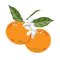 Tangerines vector. Vector illustration of orange tangerines and flowering.