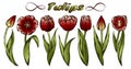 Sketch hand drawn set of red tulips isolated on white background. Colorful turkish, Holland, Netherlands flowers Royalty Free Stock Photo