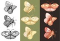 Vector illustration of sketch hand drawn set of vintage butterflies isolated. Royalty Free Stock Photo