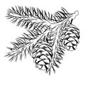 Cedar branch with a cone vector stock illustration. Coniferous evergreen plant Canadian and Lebanese cedar.