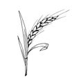 Spike of wheat, cereals, growing organic plants, agriculture seasonal harvest.